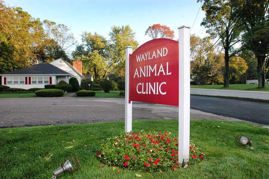 Wayland Animal Clinic | 6 Winter St, Wayland, MA 01778, USA | Phone: (508) 653-1096