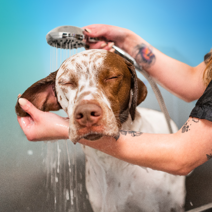 Pet Paradise Lakewood Ranch | 10411 Portal Crossing, Bradenton, FL 34211, USA | Phone: (941) 209-1021