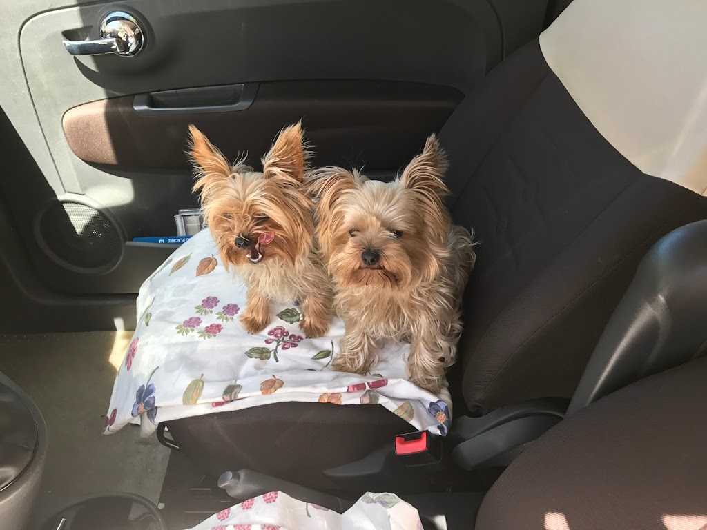 Tiny Yorkie Kisses | 7215 pleasant valley, Vacaville, CA 95688, USA | Phone: (707) 720-9042