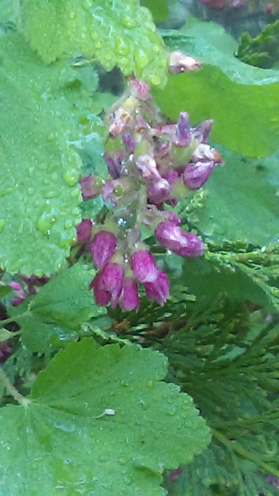 Shaver Lake Power Center | 42157 Tollhouse Rd, Shaver Lake, CA 93664, USA | Phone: (559) 841-2411