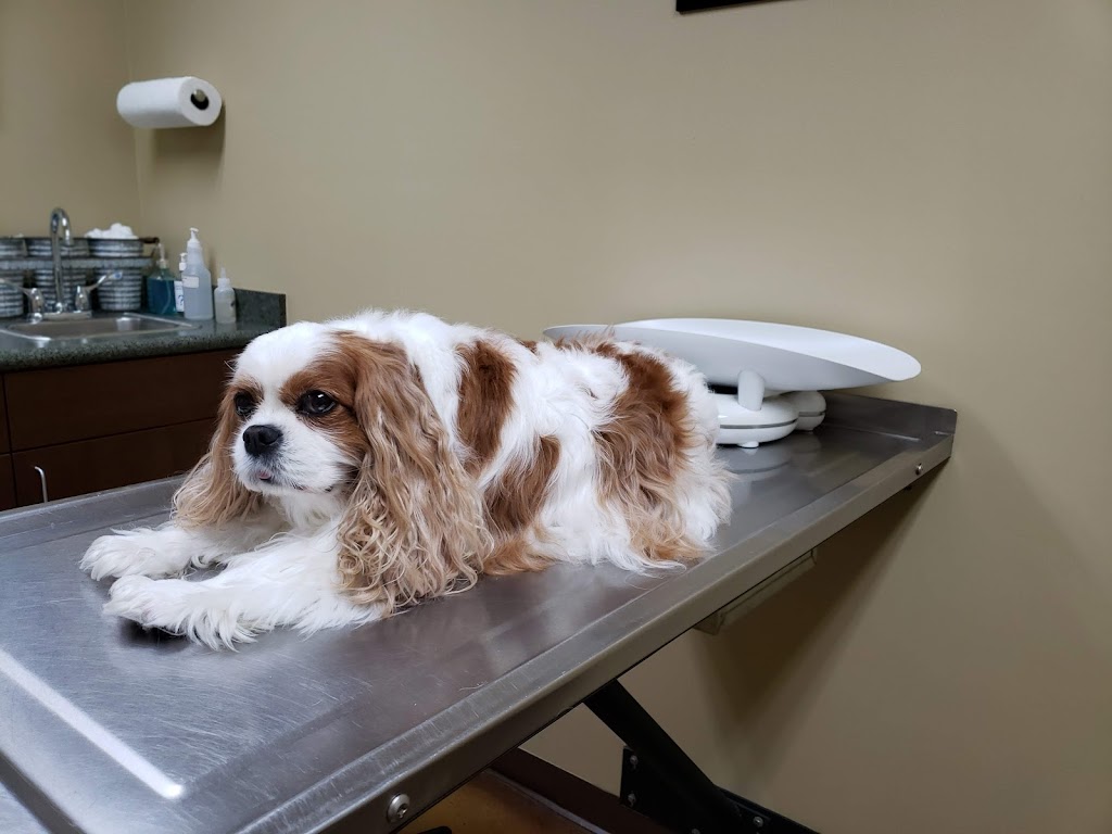 Laurel Oaks Animal Hospital | 5775 Laurel Island Pkwy, Kingsland, GA 31548, USA | Phone: (912) 576-9801