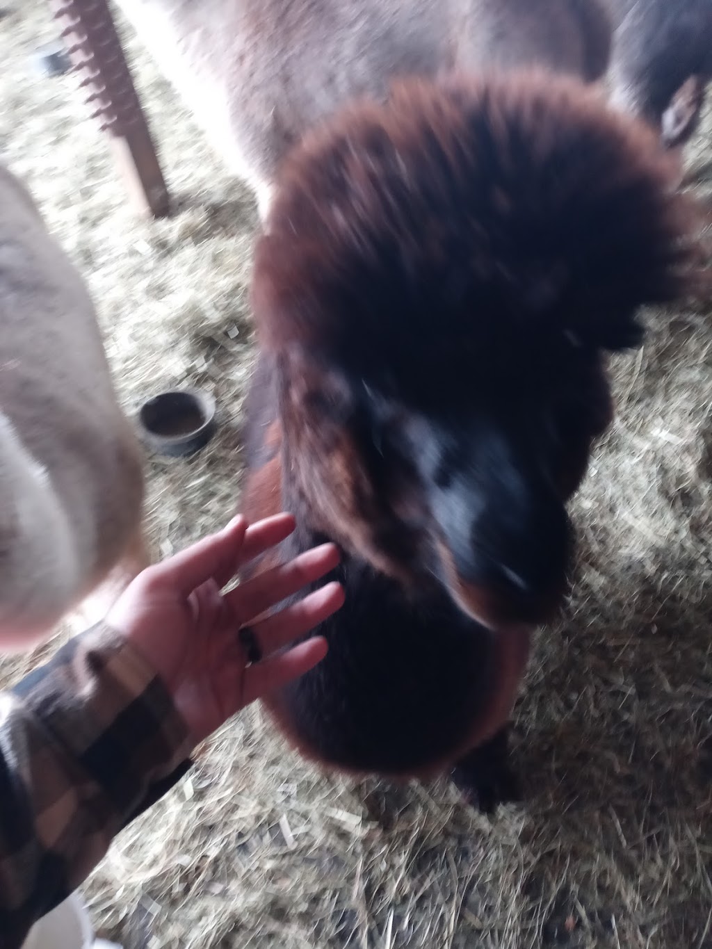 Alpaca Paradise Farm | 2126 OH-28, Goshen, OH 45122, USA | Phone: (513) 312-0432