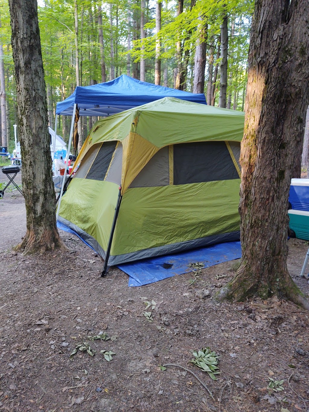 East Otto State Forest Campground | Kiedeman Forest Road, East Otto, NY 14729 | Phone: (716) 372-0645