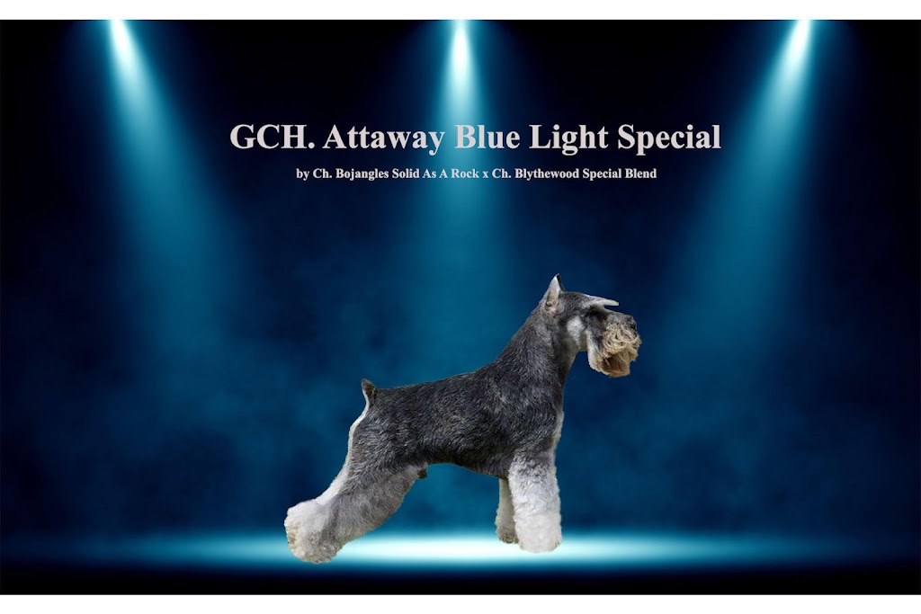 Attaway Miniature Schnauzers | 12315 Siding Rd, Church Rd, VA 23833 | Phone: (804) 265-8838