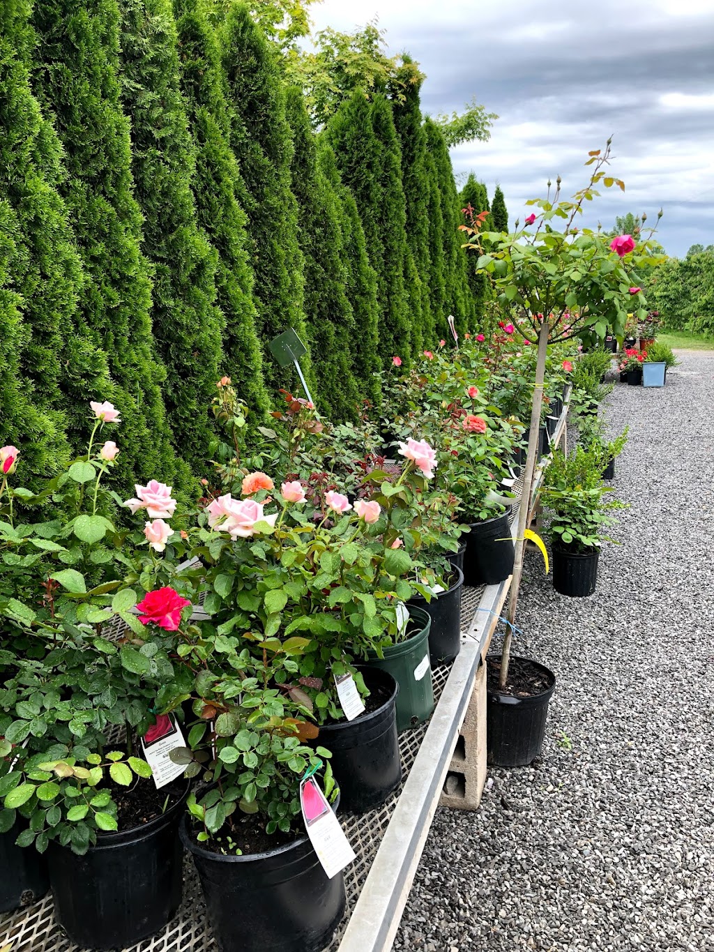 Palatine Fruit & Roses | 2108 Four Mile Creek Road, RR# 3, Niagara-on-the-Lake, ON L0S 1J0, Canada | Phone: (905) 468-8627