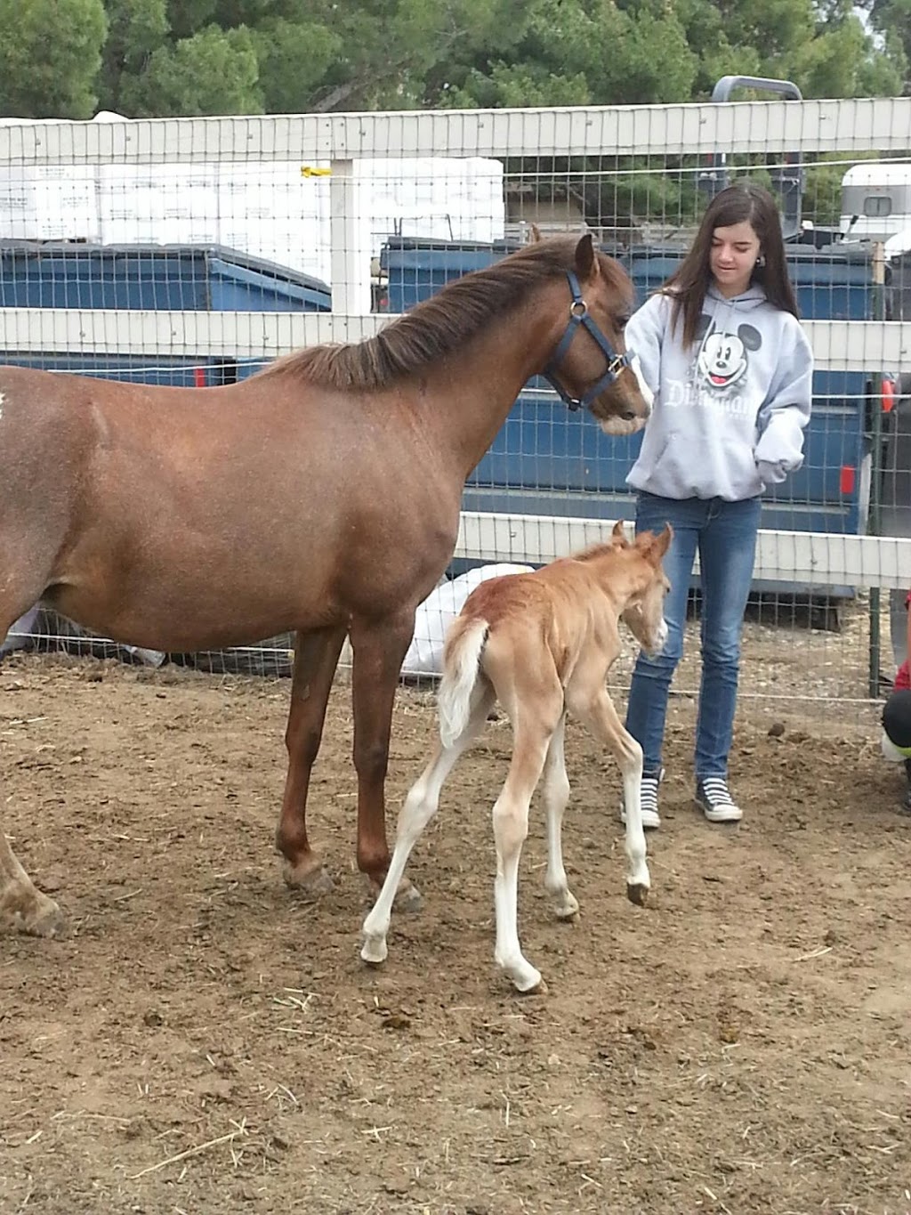 Stepping Stone Sport Horses | 43540 Avenida Felicita, Temecula, CA 92592, USA | Phone: (951) 297-0206