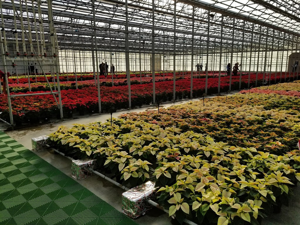 N.G. Heimos Greenhouses | 6627 IL-158, Millstadt, IL 62260, USA | Phone: (866) 444-4590