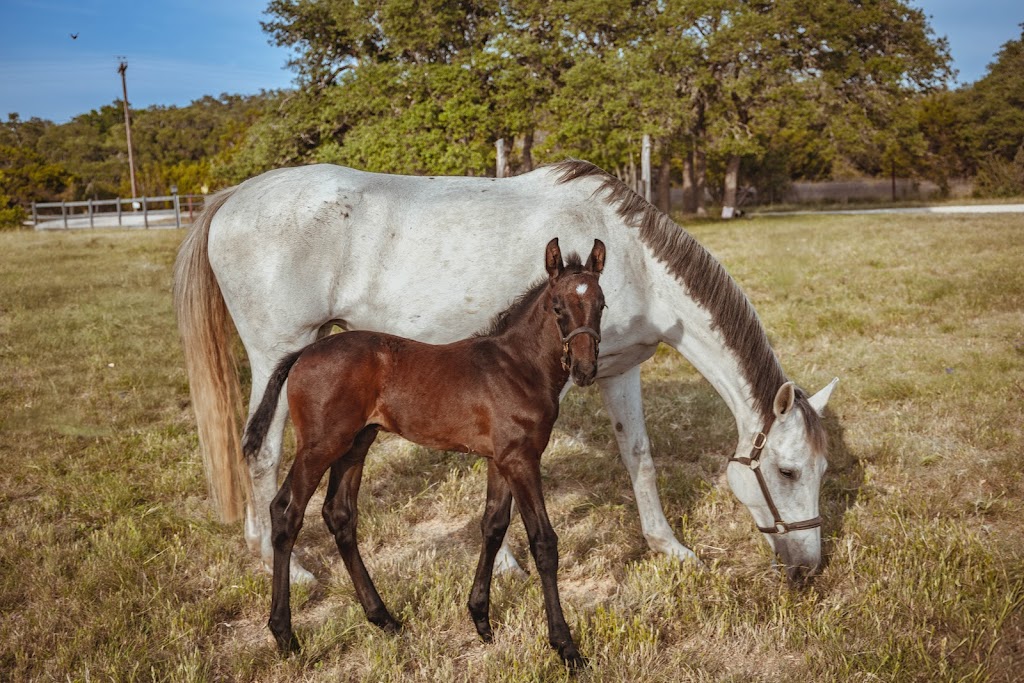Austin Equine Hospital | 20640 Ranch to Market Rd 150, Driftwood, TX 78619, USA | Phone: (512) 858-0058