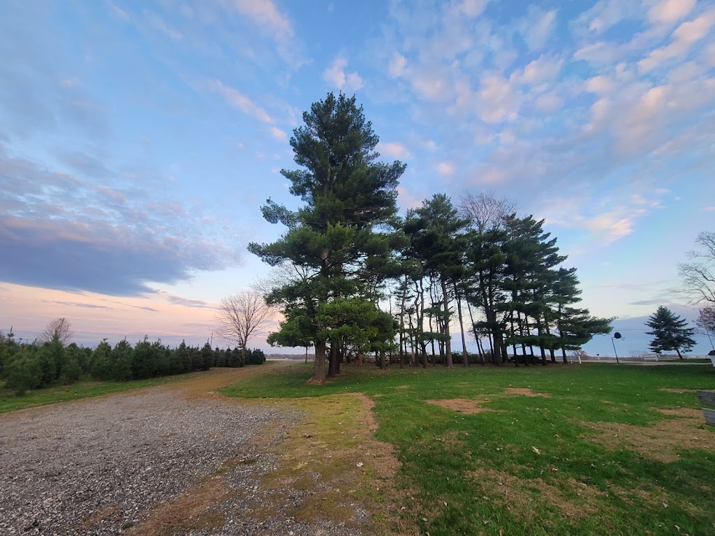 Pines & Needles Christmas Tree Farm | 12343 Winchester Rd, Ashville, OH 43103, USA | Phone: (740) 777-0983