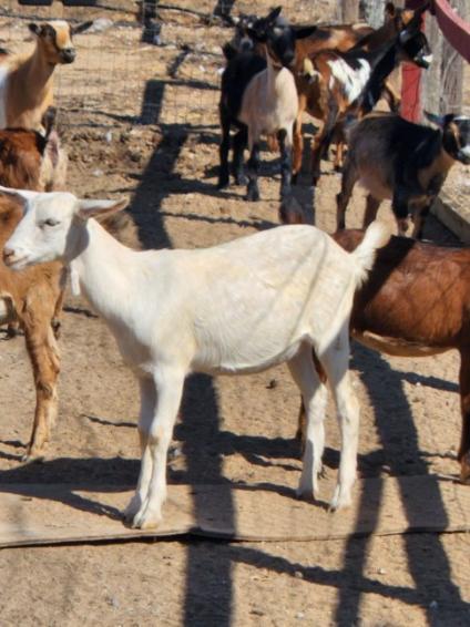 Shady Acres Farm Stand | 32351 Sage Rd, Hemet, CA 92544, USA | Phone: (773) 440-3252