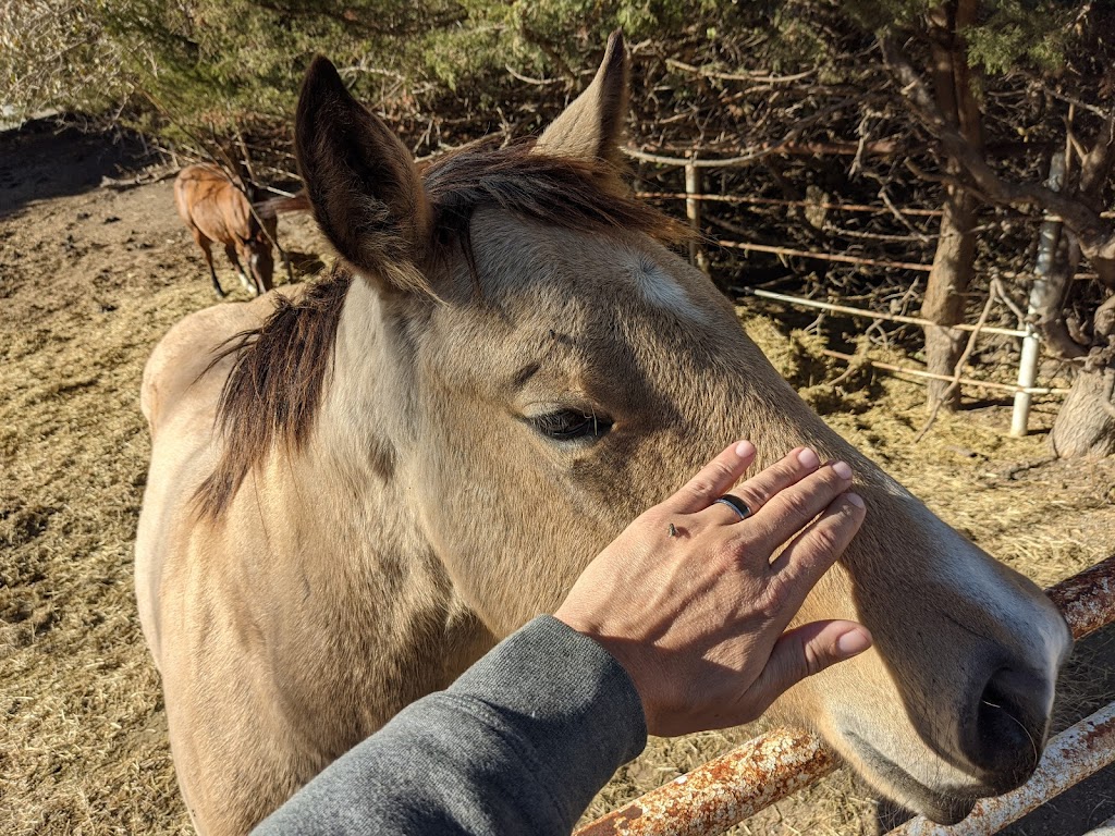 Pickrell Veterinary Clinic | 843 W Pickrell Rd, Pickrell, NE 68422, USA | Phone: (402) 673-4525