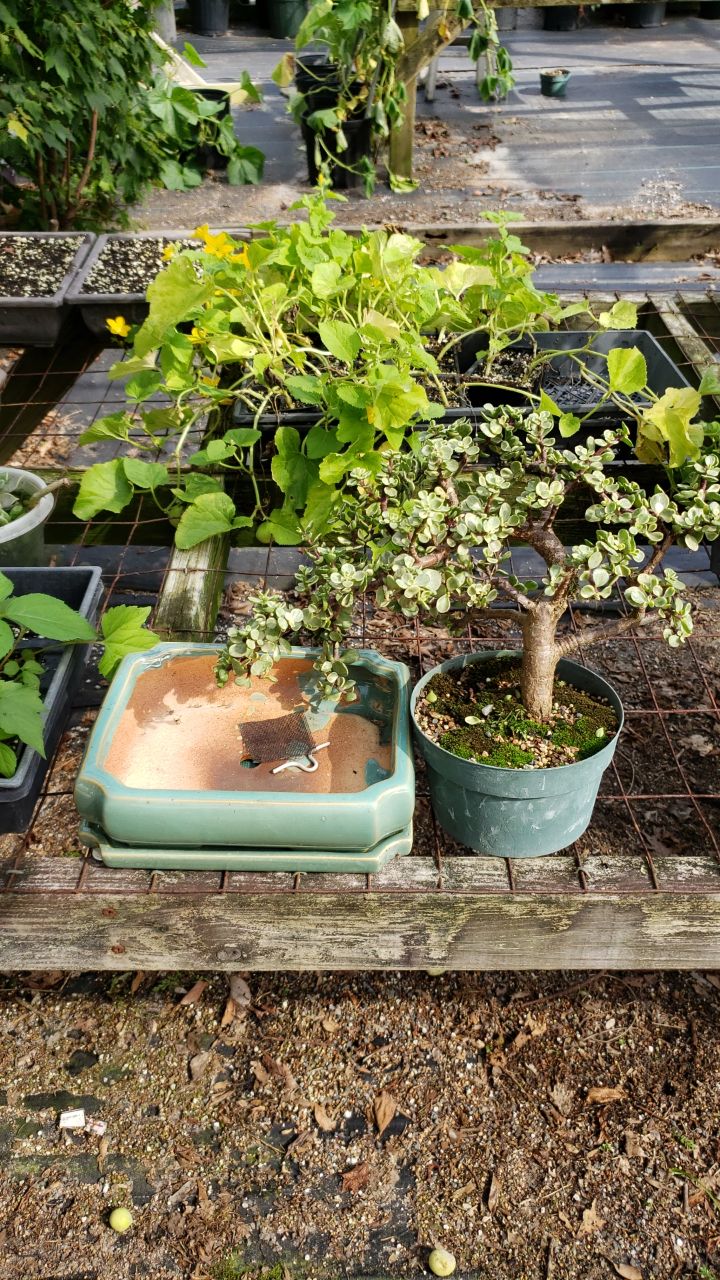 Parks Bonsai Farm Nursery | 8184 S Quay Rd #9657, Suffolk, VA 23437, USA | Phone: (757) 657-9804