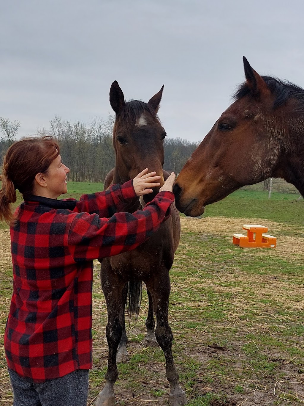 Willow Springs Horse Connections | 350 Cream St, Fenwick, ON L0S 1C0, Canada | Phone: (905) 323-5423