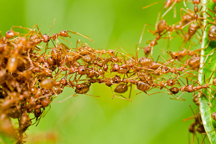 Patriotic Pest Control, LLC | 8060 W Thunderbird Rd, Peoria, AZ 85381, USA | Phone: (602) 529-6750