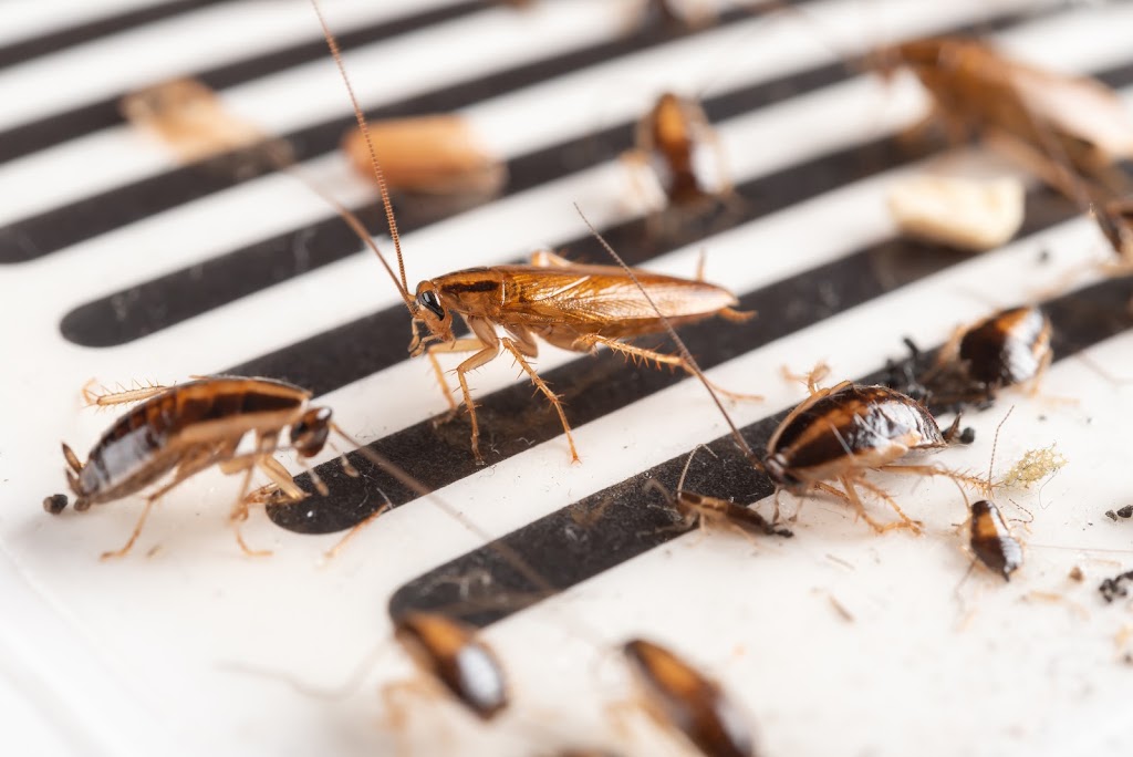 Alpha Termite and Pest Control | 9 Regent Dr, Monroe Township, NJ 08831, USA | Phone: (732) 372-5244