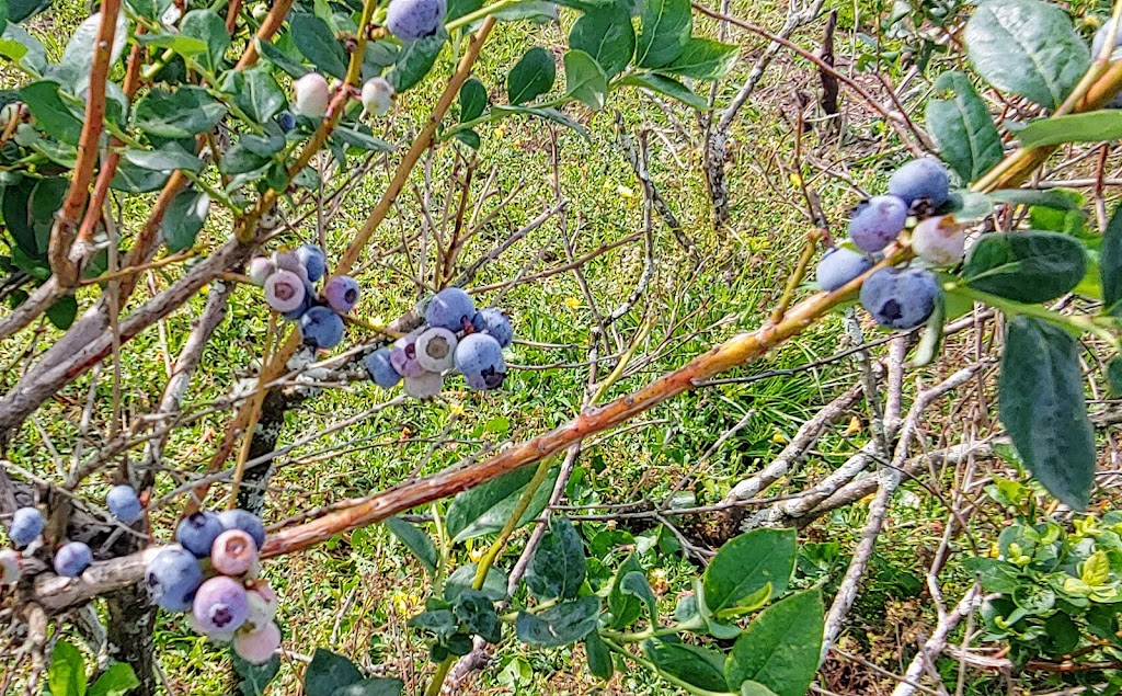 Spring Lake Blueberry Farm | 25688 Powell Rd, Brooksville, FL 34602, USA | Phone: (352) 754-1700