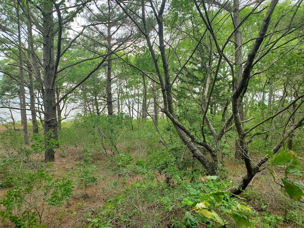 Cape Charles Natural Area Preserve | Cape Charles, VA 23310, USA | Phone: (757) 787-5576