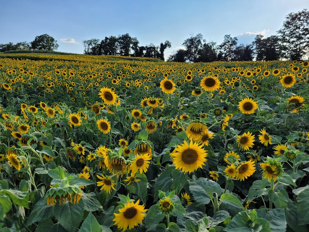 Schwirian Farm Sunflower Fields | 4511 Hollow Rd, Elizabeth, PA 15037, USA | Phone: (412) 445-2257