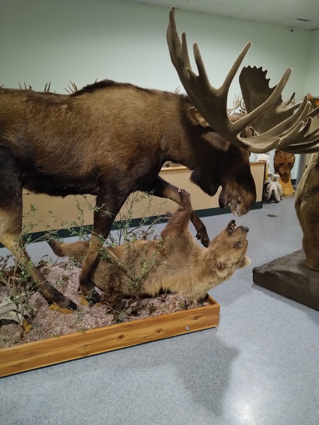 The Wildlife Sports and Educational Museum | 3747 NY-30, Amsterdam, NY 12010, USA | Phone: (518) 762-7925