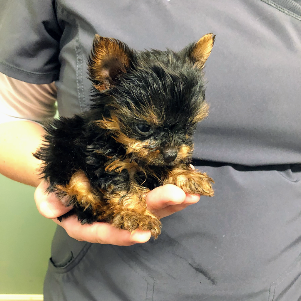 Bethel Community Pet Hospital | 680 W Plane St, Bethel, OH 45106, USA | Phone: (513) 734-7297