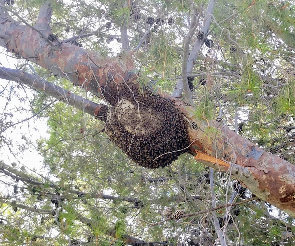 Desert Swarm Bee Removal, LLC | 16131 W Ridgemoor Ave, Tucson, AZ 85736 | Phone: (520) 310-0707