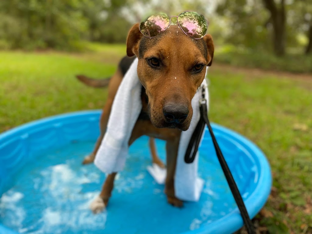 Homemade Hounds Bed & Biscuit | 34 Zibra St, Middleburg, FL 32068, USA | Phone: (904) 203-7314