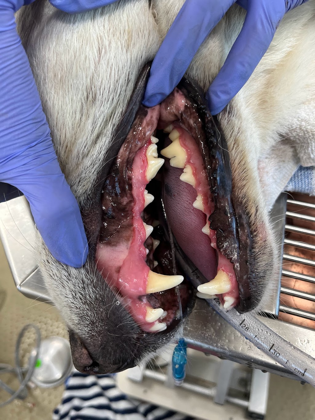 The Visiting Vet North County | Vía Puerta Del Sol, Bonsall, CA 92003, USA | Phone: (760) 420-5523