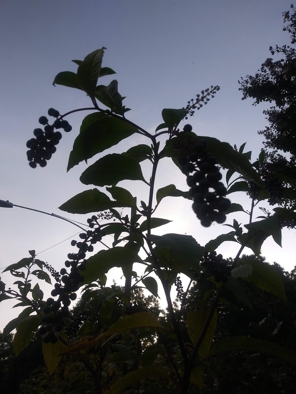 Stone Park | 810 N Edgefield Ave, Dallas, TX 75208, USA | Phone: (214) 670-4100