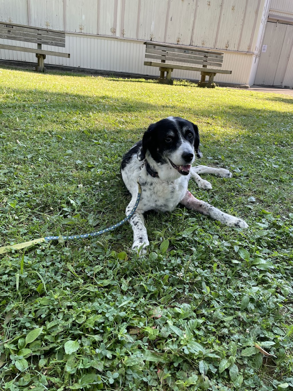 Forestville Animal Hospital | 27 Main St, Forestville, NY 14062, USA | Phone: (716) 965-1021