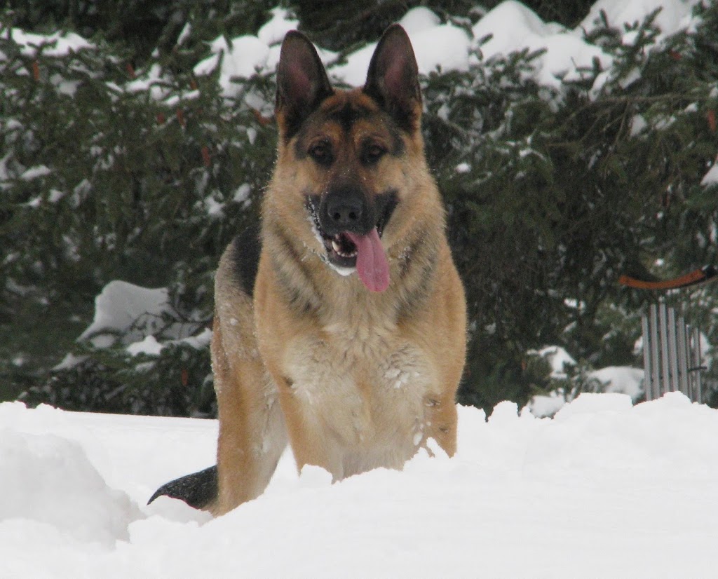 Cripple Creek German Shepherds | 672 Lawton Hollow Rd, Middleburgh, NY 12122, USA | Phone: (518) 827-4016