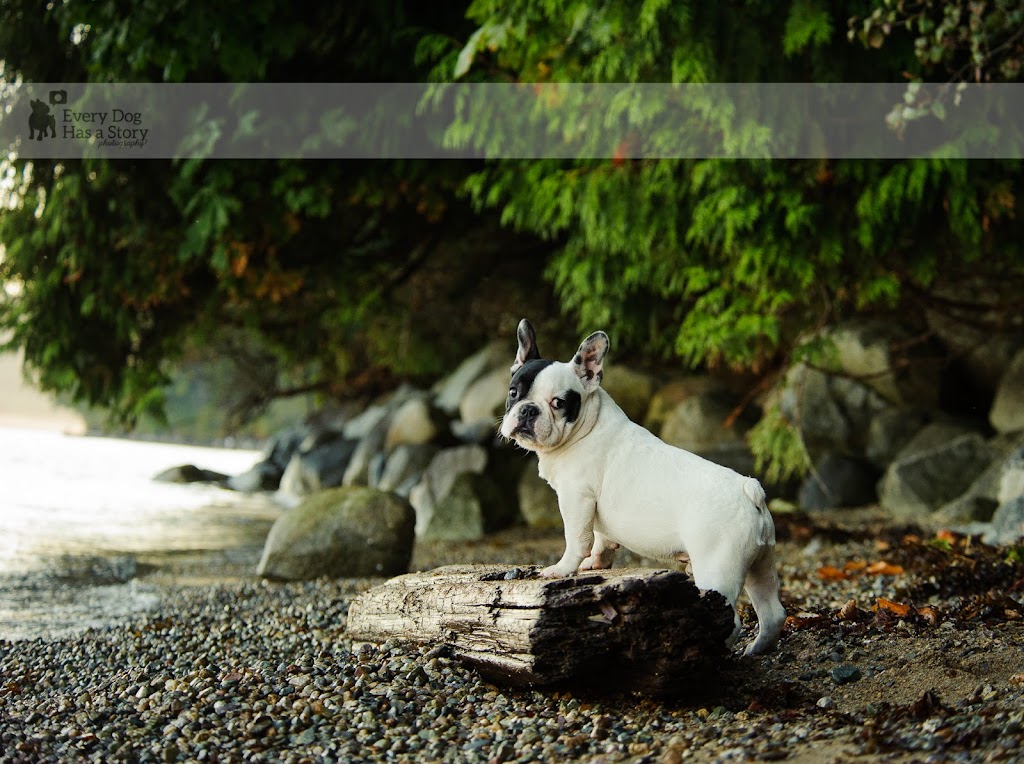 Every Dog Has a Story Photography | 833 S Cedros Ave #17, Solana Beach, CA 92075, USA | Phone: (808) 366-4801