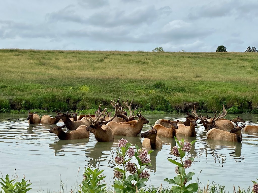 Nebraskas Wildlife Safari Park | 814 E Park Hwy, Ashland, NE 68003, USA | Phone: (402) 944-9453