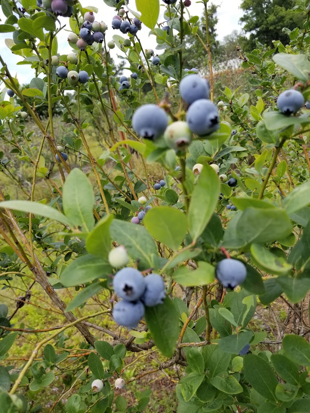 Spring Lake Blueberry Farm | 25688 Powell Rd, Brooksville, FL 34602, USA | Phone: (352) 754-1700