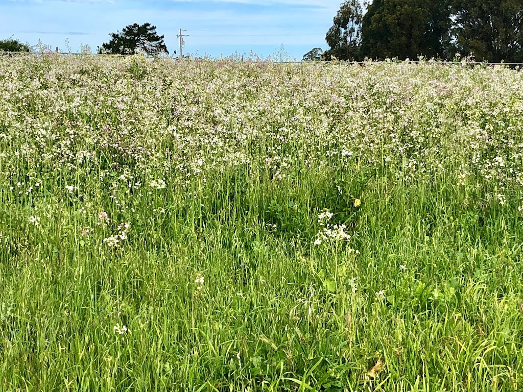 Antonelli Pond | Antonelli Pond, Santa Cruz, CA 95060, USA | Phone: (831) 429-6116