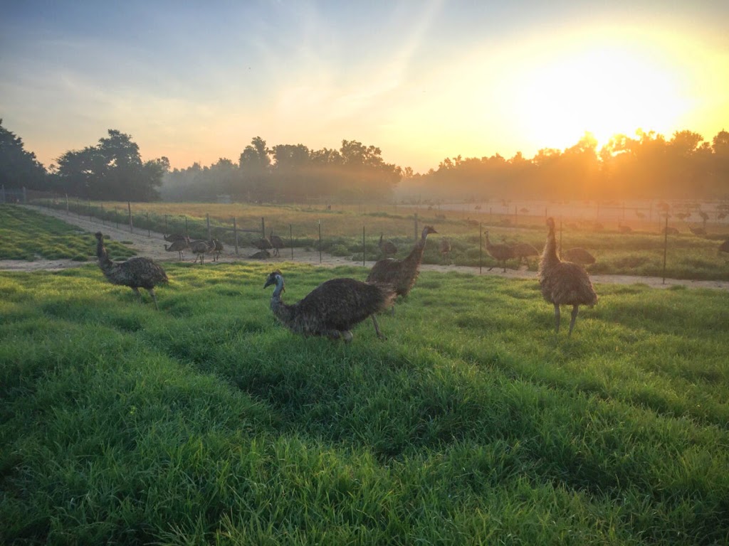 Amaroo Hills Emu Farm | 1052 Beech Grove Rd, Ashland City, TN 37015, USA | Phone: (615) 510-7542