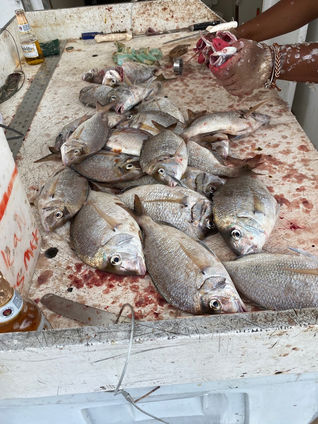 Never Enuff Fishing | 1 Worlds Fair Marina, Flushing, NY 11368, USA | Phone: (516) 322-7442