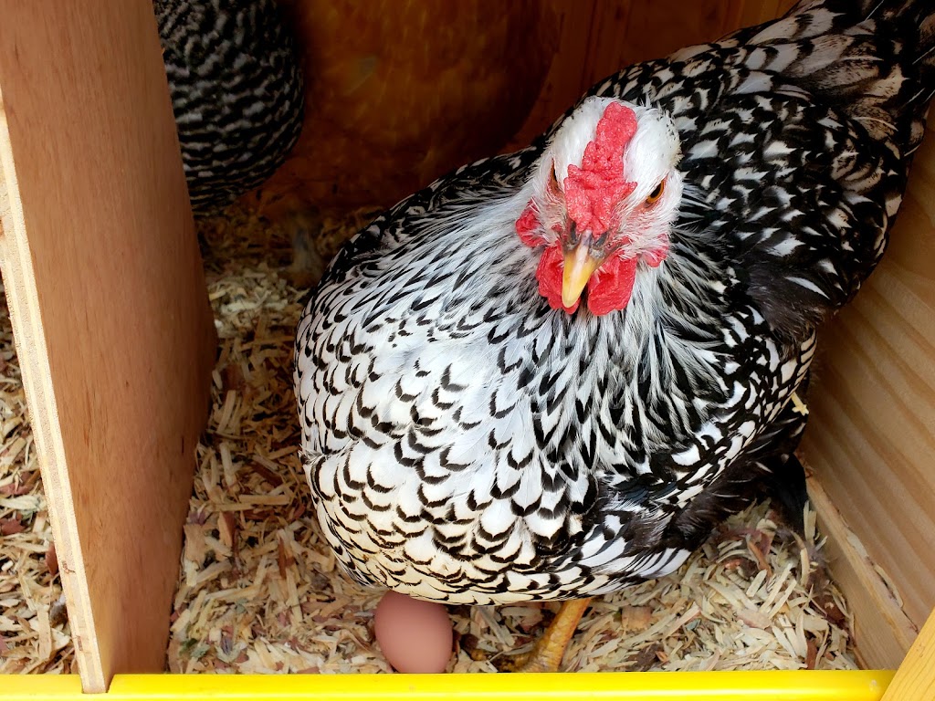 The Poultry Hatchery (Catch a Torii Farms) | 3355 Taylor Rd, Clifton Springs, NY 14432, USA | Phone: (585) 209-3223