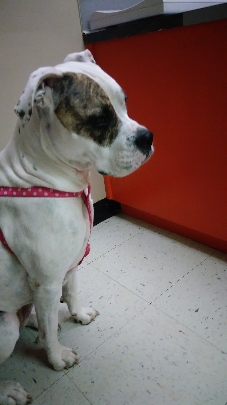 Stewart Animal Clinic: Bonds Tara DVM | 9630 US-31, Warrior, AL 35180, USA | Phone: (205) 647-8140