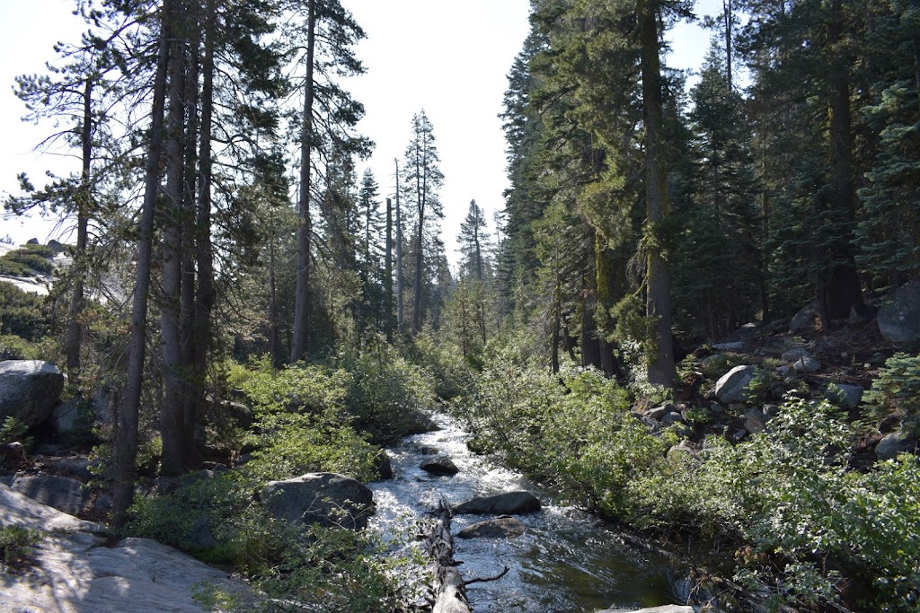 Red Fir | Pollock Pines, CA 95726, USA | Phone: (530) 647-5415