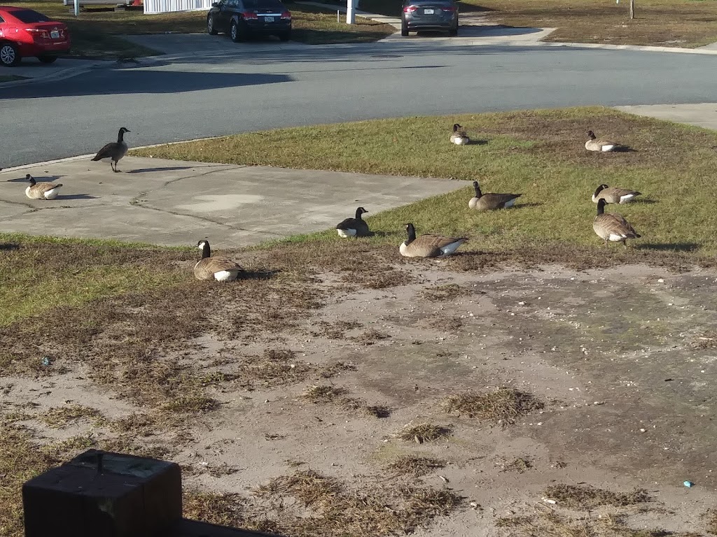 Woodland Estates | 9359 103rd St, Jacksonville, FL 32210, USA | Phone: (904) 771-9055