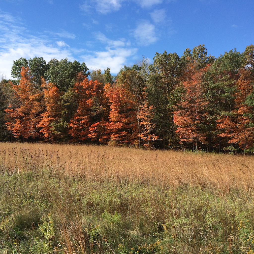 Bear Creek Hunt Club Inc | 12670 Beecher Rd, Clayton, MI 49235, USA | Phone: (734) 260-5154