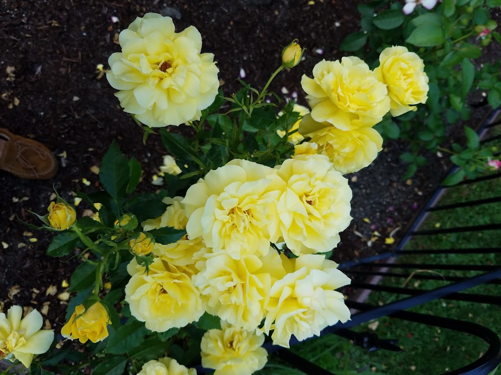 Raft Island Roses | 7201 Rosedale St NW, Gig Harbor, WA 98335, USA | Phone: (253) 509-8409