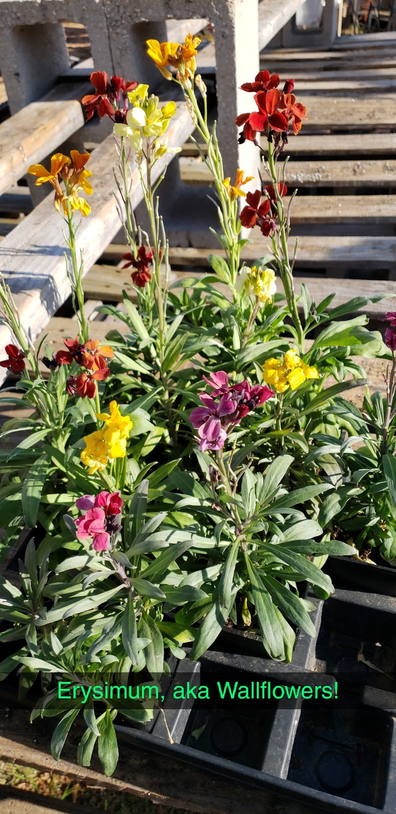 The Garden at Justin Ace Hardware | 1429 W 1st St, Justin, TX 76247, USA | Phone: (940) 648-0099