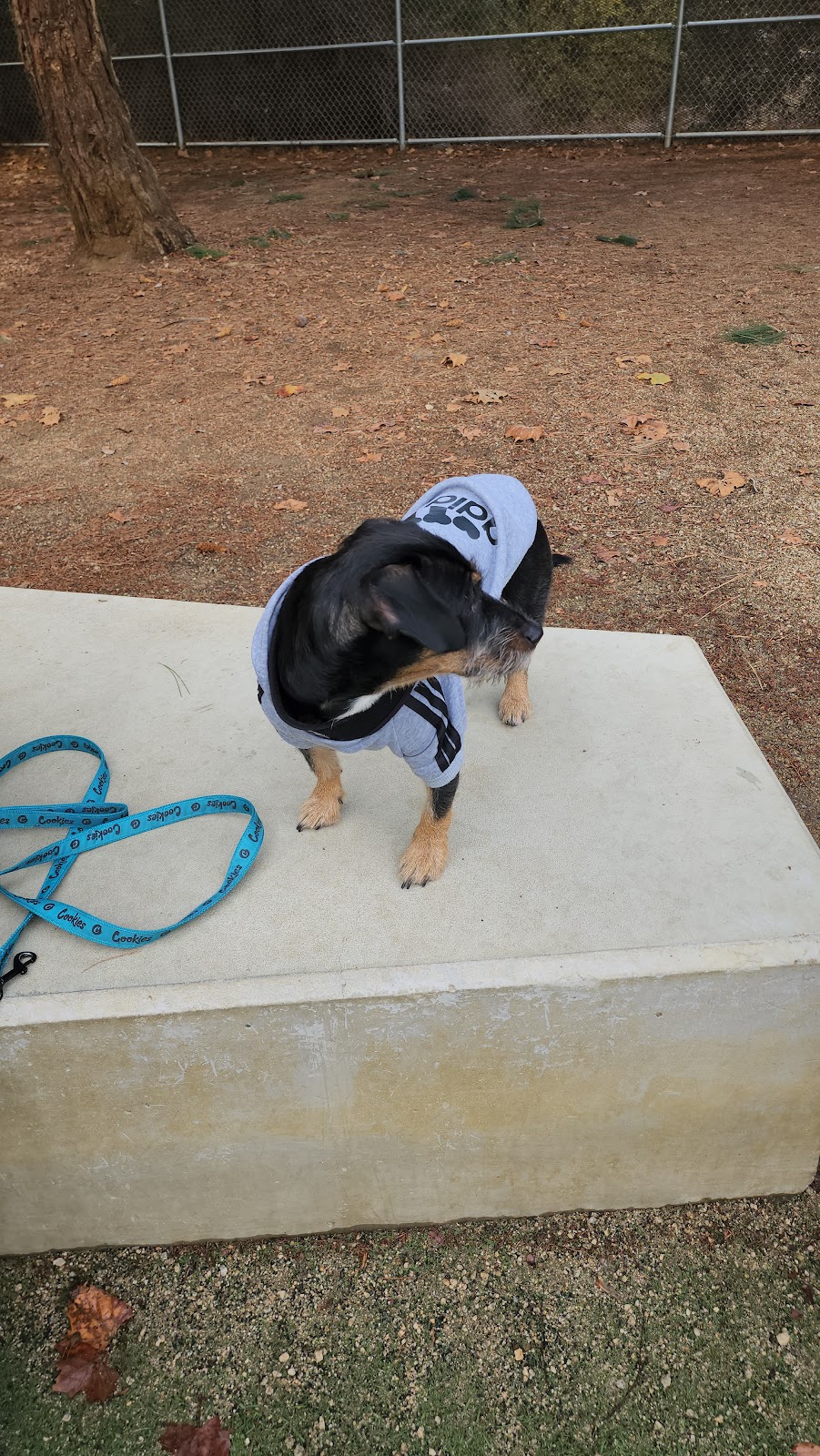 Miyuki Dog Park | San Jose, CA 95119, USA | Phone: (408) 535-3570