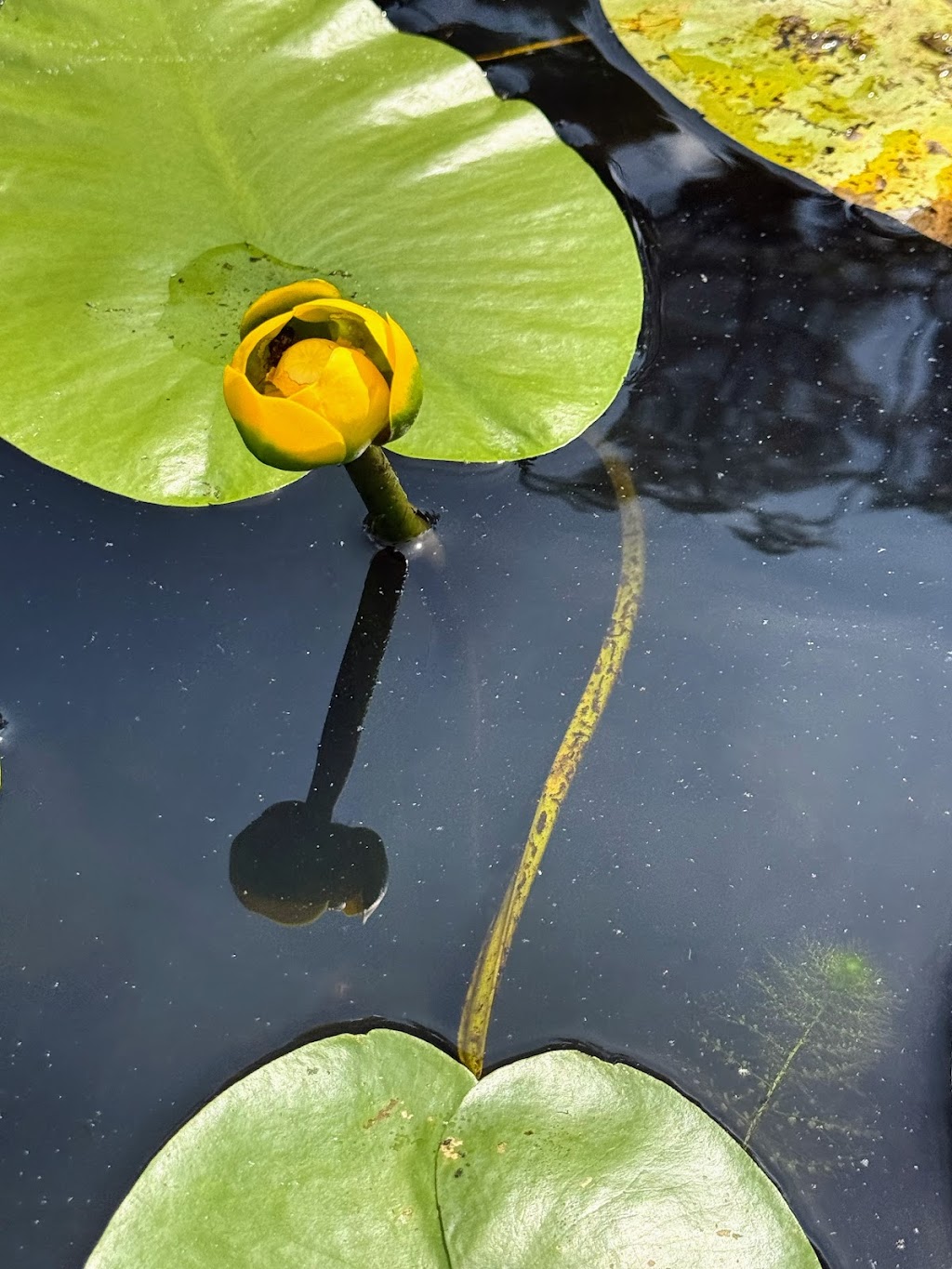 Franklinton Vlaie Wildlife Management Area | Middleburgh, NY 12122, USA | Phone: (607) 652-2302