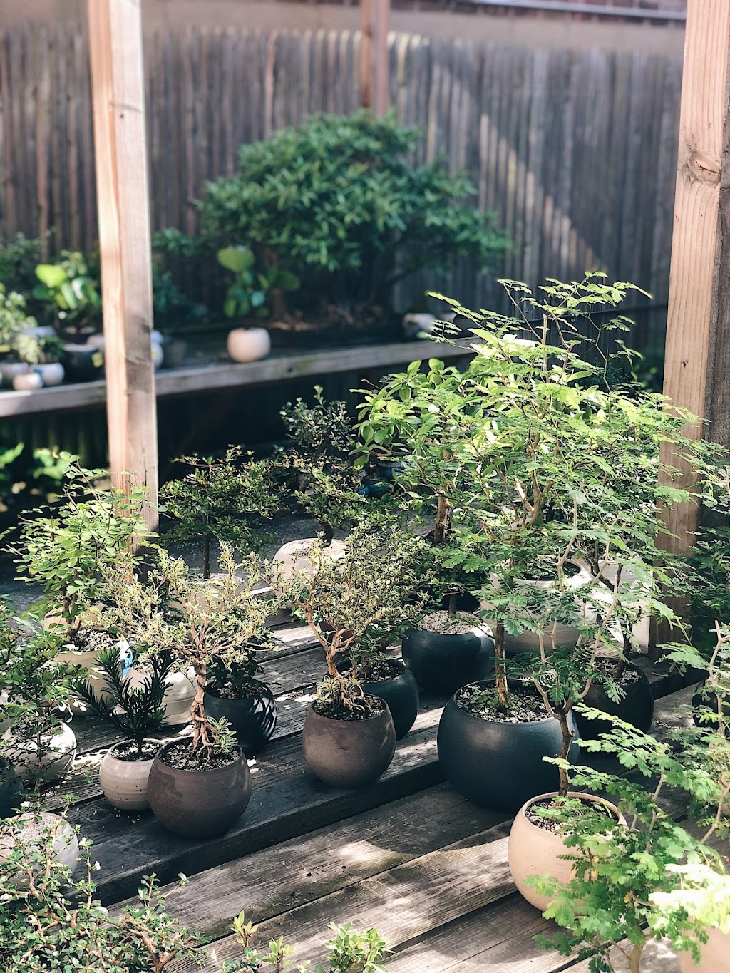 Bonsai Shop by Dandy Farmer | 14 Clermont Ave, Brooklyn, NY 11205, USA | Phone: (646) 481-4423