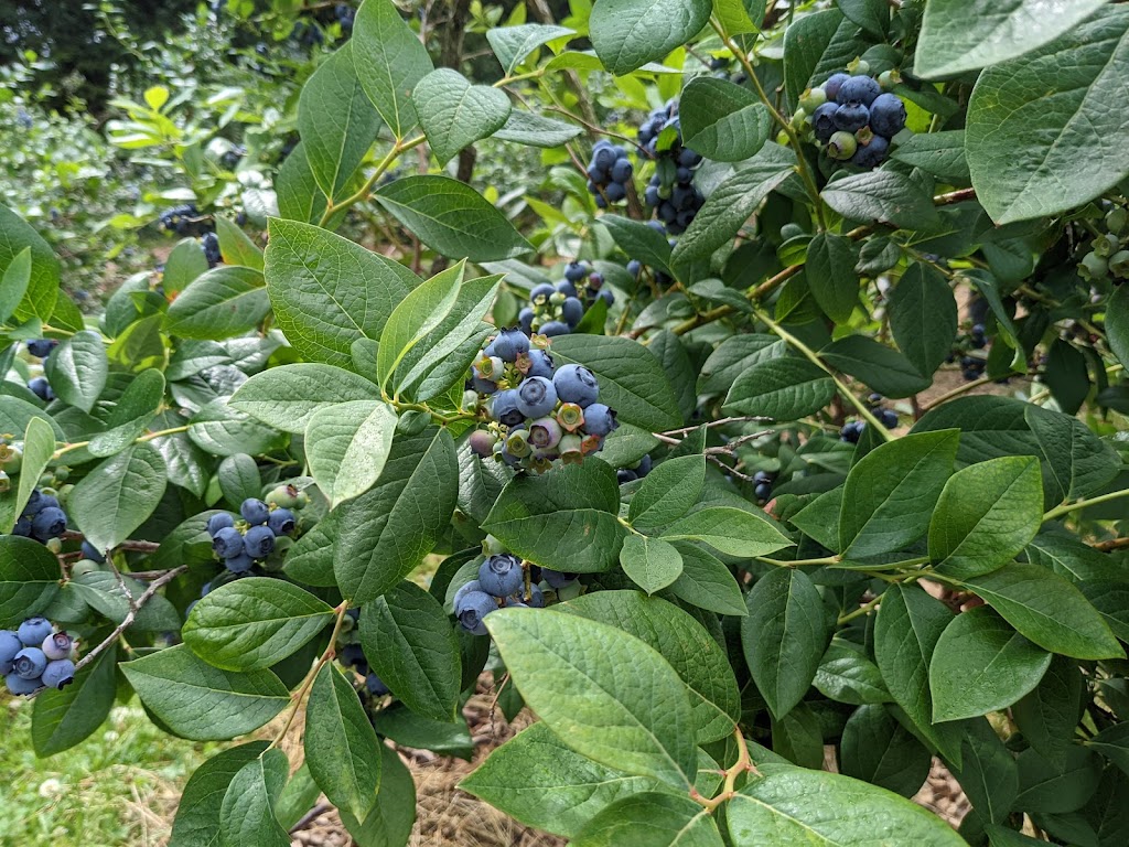 Sugar Shack Blueberry Farm | 824 E Swamp Rd, Penn Yan, NY 14527 | Phone: (585) 526-5442