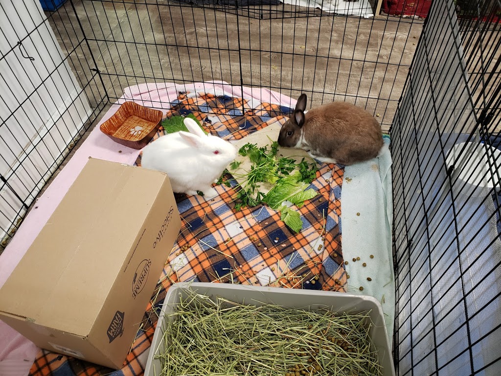 Georgia House Rabbit Society | 3114 Cherokee St NW, Kennesaw, GA 30144, USA | Phone: (678) 653-7175