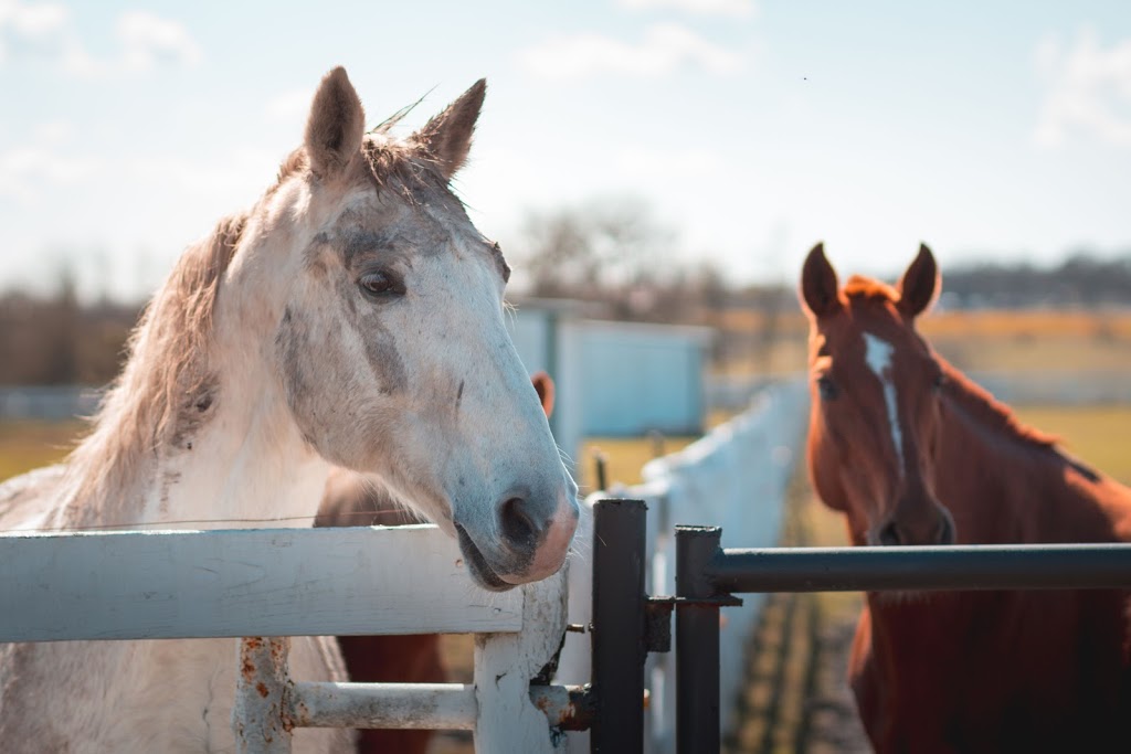 White Fences Equestrian Center | 10908 Jones Rd, Manor, TX 78653 | Phone: (512) 865-8281