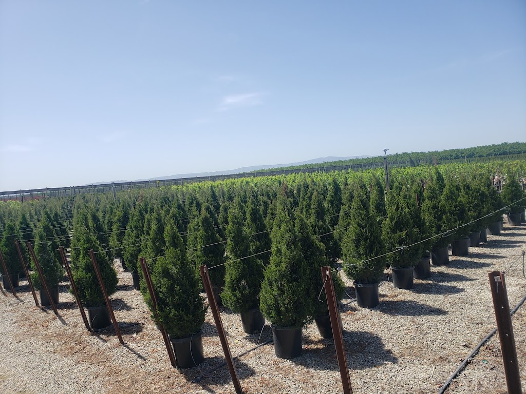 Hollandia Nursery Inc. | 6012 Woodland Ave, Modesto, CA 95358, USA | Phone: (209) 523-1006